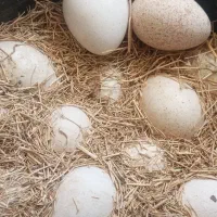 تخم بوقلمون برنزه تا صددرصد تضمین نطفه
