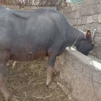 گاومیشدمازدیخ|حیوانات مزرعه|دره رود, |دیوار