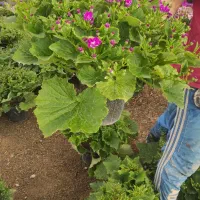 سینره بصورت عمده