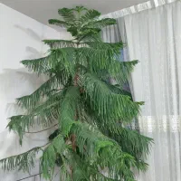 کاج مطبق