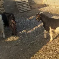 کهره چاق|حیوانات مزرعه|مرودشت, پشت سایپا‎|دیوار