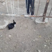 حیوان|موش و خرگوش|نوده انقلاب, |دیوار