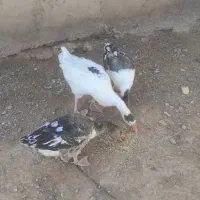 قاز محلی