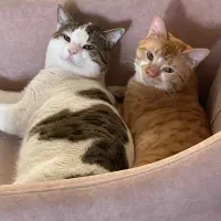 واگذاری ۲ عدد گربه نر همخون ( داداش )