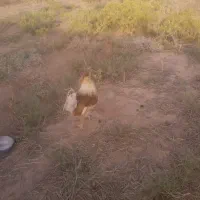 فروش 3عددقوچ ودُبُر