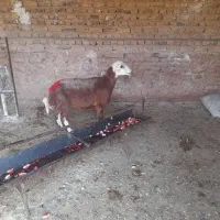 ۶راس کاور جنس دار