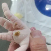 استخدام نیرو خانم شب کار