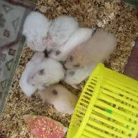 همستر|موش و خرگوش|قوچان, |دیوار