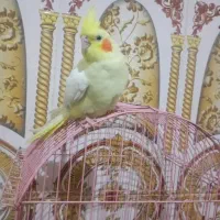 نر ماده|پرنده|سراوان, |دیوار