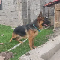 ژرمن.نر۶ماه.ماده ۹ماه|سگ|سنگر, |دیوار