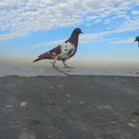 کرواتی .افغانی . چپ سیاه . موشی