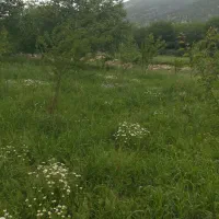 فروش زمین کشاورزی(باغ)|فروش دفتر صنعتی، کشاورزی، تجاری|ایوان, |دیوار