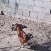 خروس محلی جوان