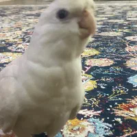 عروس هلندی گمشده