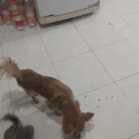 مادر و چهار توله سگ بفروش میرسد|سگ|هشتگرد, فاز ۷ مهستان|دیوار