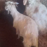 بز در حیوانات مزرعه|حیوانات مزرعه|نمین, |دیوار