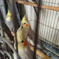 عروس هلندی