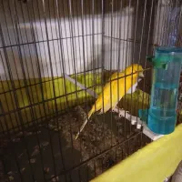 قناری نر قرص