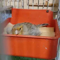 قناری ماده مست|پرنده|مسجد سلیمان, |دیوار