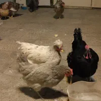 تخم نطفه دار|حیوانات مزرعه|ری, دولت‌آباد|دیوار