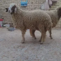 بره ماده|حیوانات مزرعه|اهواز, کمپلو جنوبی|دیوار