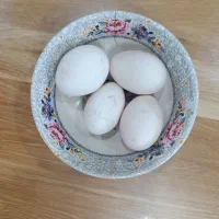 تخم قو غاز لیندا اصیل|حیوانات مزرعه|شلمان, |دیوار