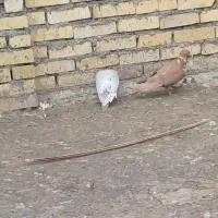 اهواز|پرنده|اهواز, اسلام آباد غربی|دیوار