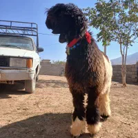 دوراس  بره  قوچی|حیوانات مزرعه|نورآباد ممسنی, |دیوار