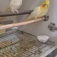 عروس هلندی مولد