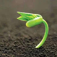 خاک باغچه خاک برای گلخانه ها خاک کشاورزی
