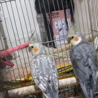 یه جفت عروس هلندی