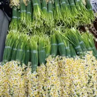 گل نرگس شیراز