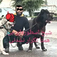 سگ ژرمن +سراب نگهبان فول|سگ|بندر انزلی, جفرود پایین|دیوار