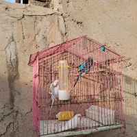 مرغ عشق|پرنده|بندر ماهشهر, |دیوار