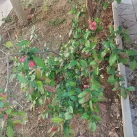 ۲ عدد درخت گلدار چند ساله