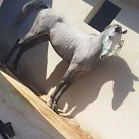 اسب نژاد کرد