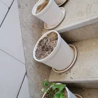چند عدد گلدون سرامیکی
