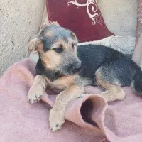 سگ پاکوتاه|سگ|بجنورد, |دیوار