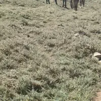 الاق رمکی|حیوانات مزرعه|الشتر, |دیوار