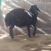 بره قوچ همو سیاه