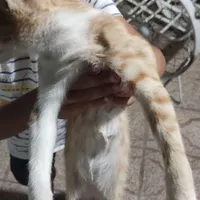 واگذاری رایگان بچه گربه