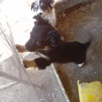 واگذاری پامر روبایی