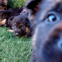 سگ ژرمن شولاین