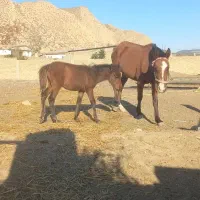 اسب کره دار