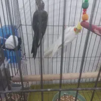 جفت عروس هلندی