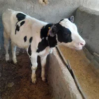 گوساله نر سیاه سفید