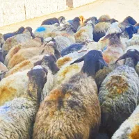 گوسفند‌میش‌جوان‌آبستن‌بابره