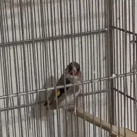 سهره|پرنده|کرج, حیدرآباد|دیوار