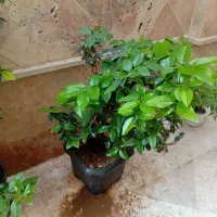 یاس هلندی درخت چه