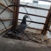 پلاکی ماده|پرنده|مینودشت, |دیوار